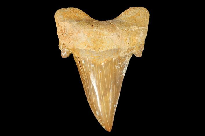 Fossil Shark Tooth (Otodus) - Morocco #103317